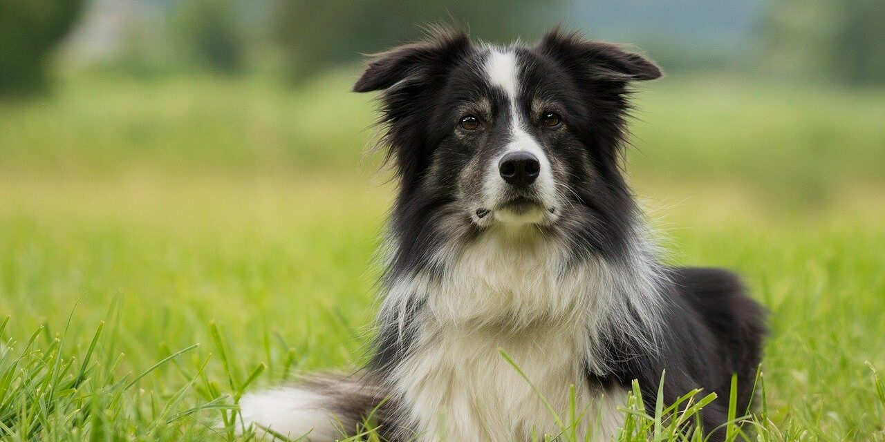 border-collie-2184706_1280
