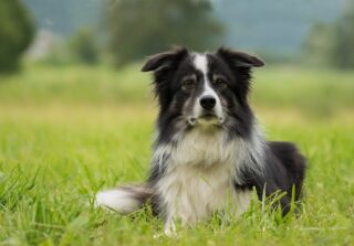 border-collie-2184706_1280