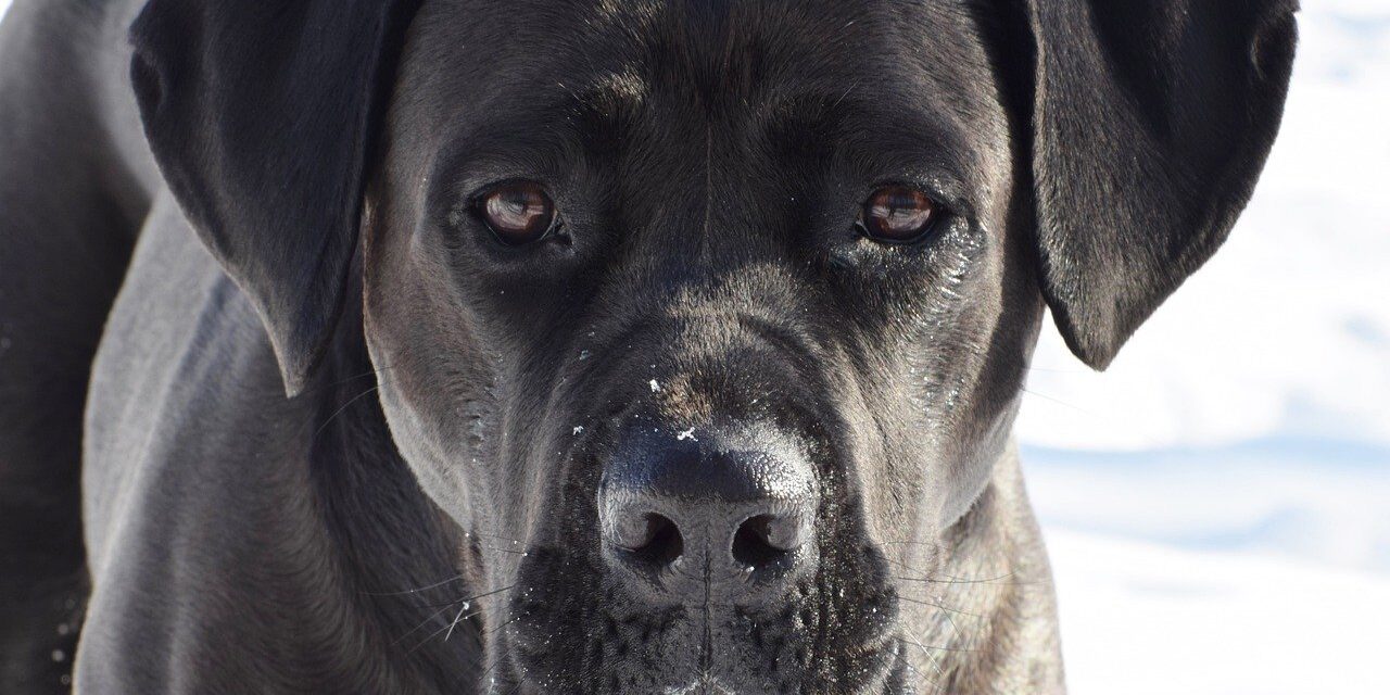 cane corso pas