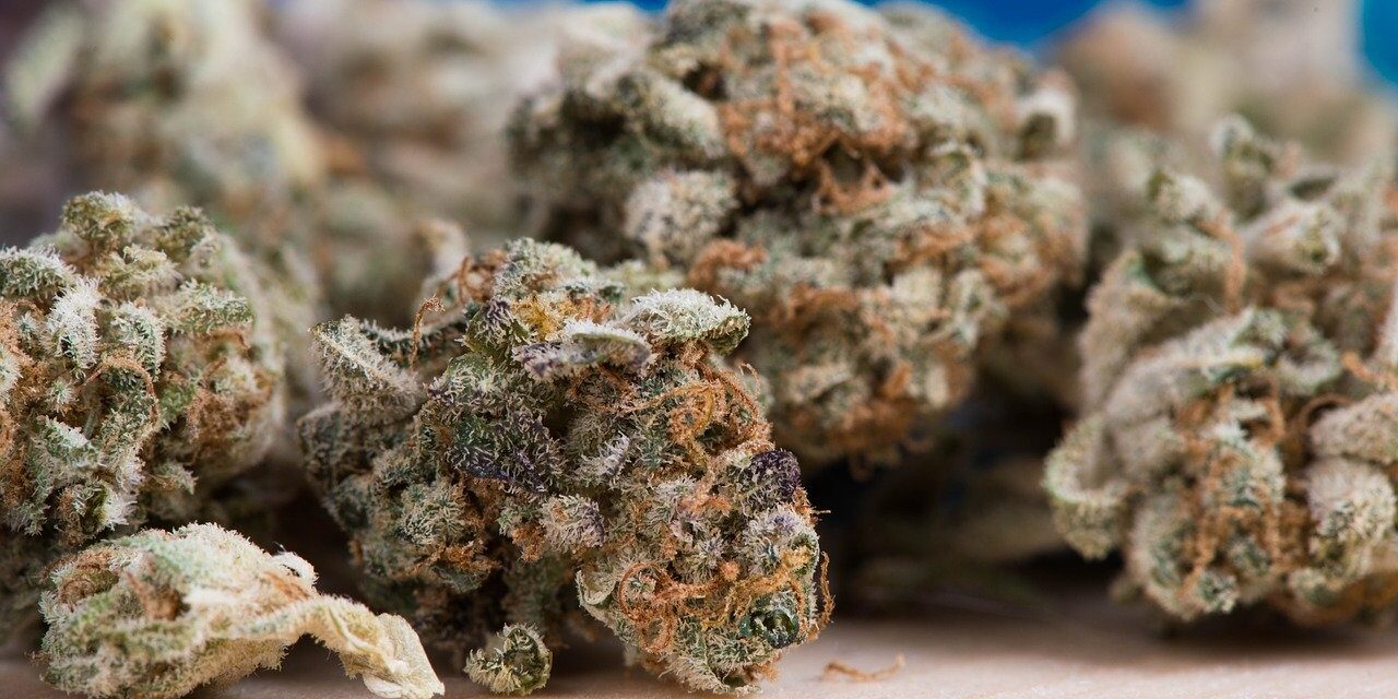 cannabis-2150543_1280