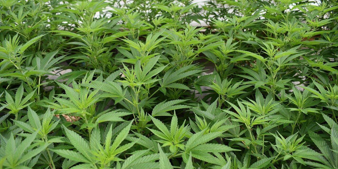 cannabis-4667989_1280