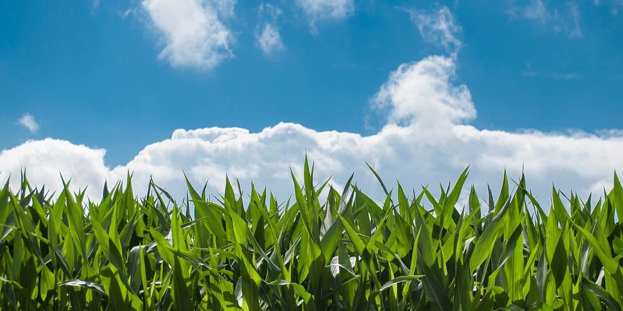 corn-field-440338_1280