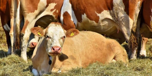 cow-3678880-1920-1-880×495