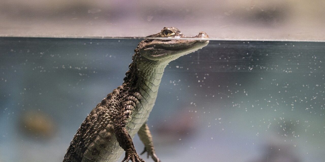 krokodil