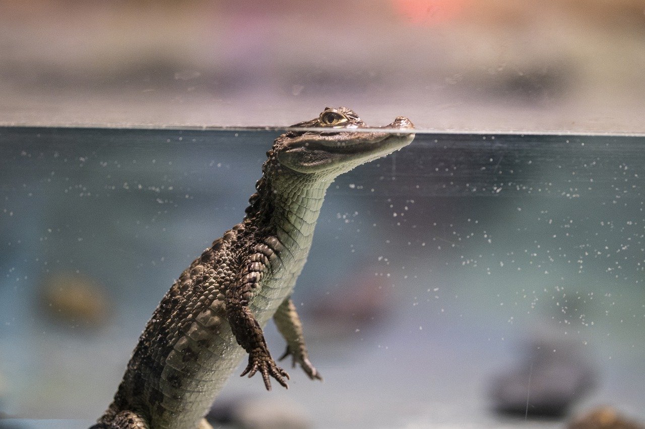 krokodil