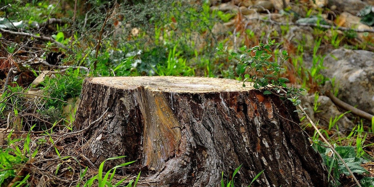 cut-trunk-4891490_1280