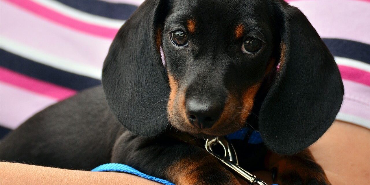 dachshund-1519374_1280