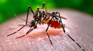 dengue-mosquito.jpg.860x0_q70_crop-scale