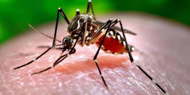 dengue-mosquito.jpg.860x0_q70_crop-scale