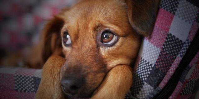 dog-3071334_1280-1024×576