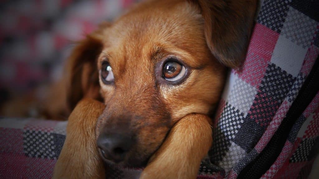dog-3071334_1280-1024×576
