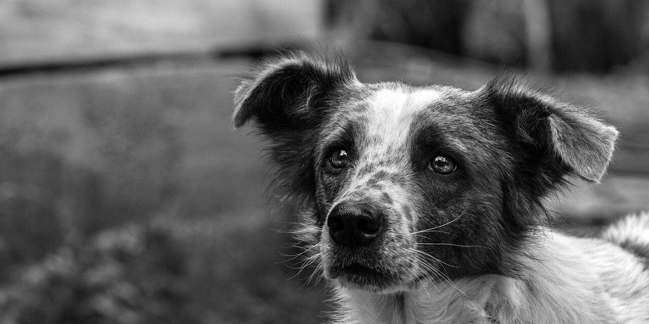 dog-4897327_1280