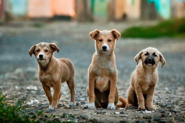 dogs-984015__648x432_q85_crop_subsampling-2_upscale