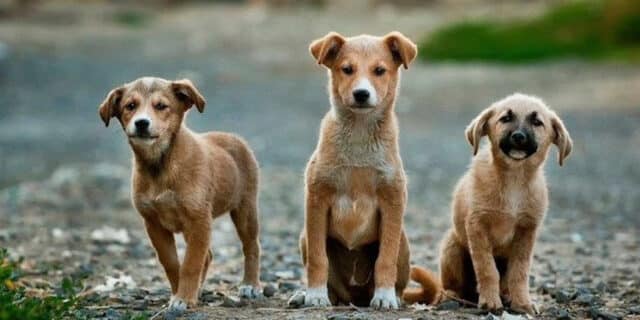 dogs-984015.jpg__648x432_q85_crop_subsampling-2_upscale