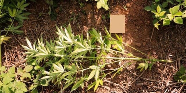 droga marihuana