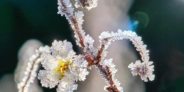 eiskristalle-4814900.jpg__648x432_q85_crop_subsampling-2_upscale