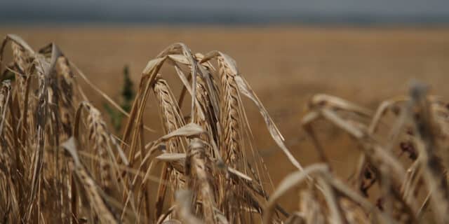 feld-2422558_1280