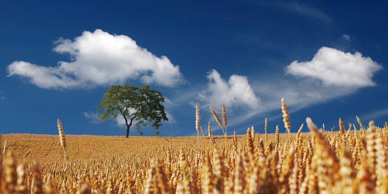 field-192179_1280