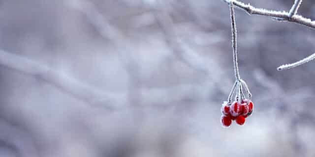 frozen-201495_1280