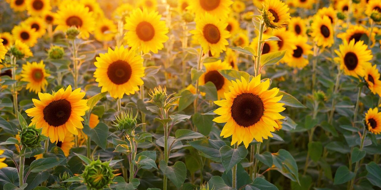 suncokret