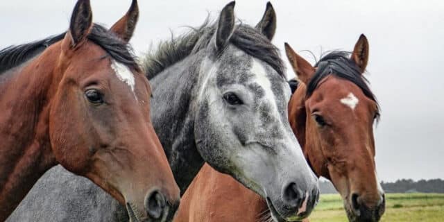 horses-1414889_1280-768×513