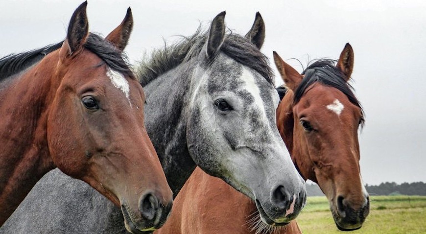 horses-1414889_1280-768×513