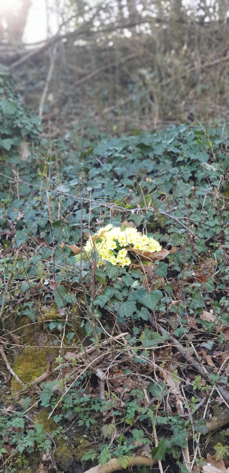 image12