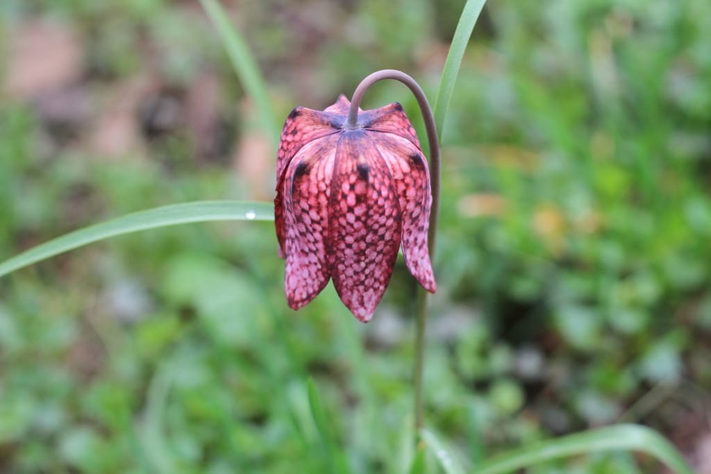 kockavica