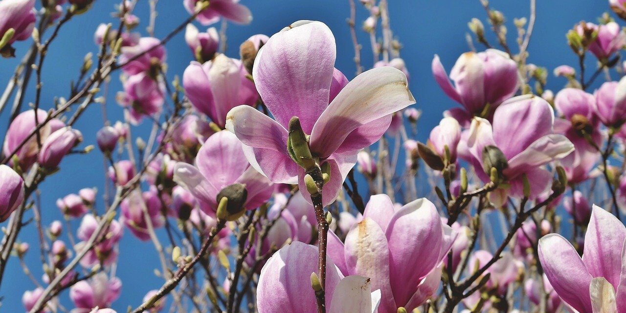 magnolija