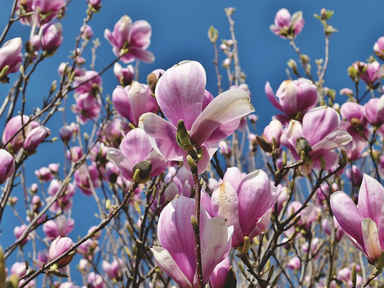 magnolija