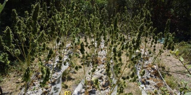 marihuana 2507