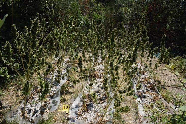 marihuana 2507