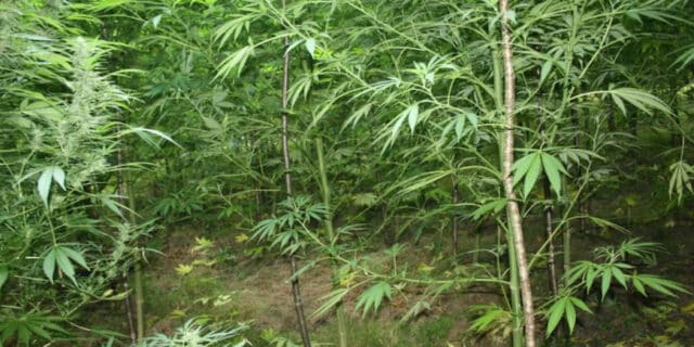 marihuana sam