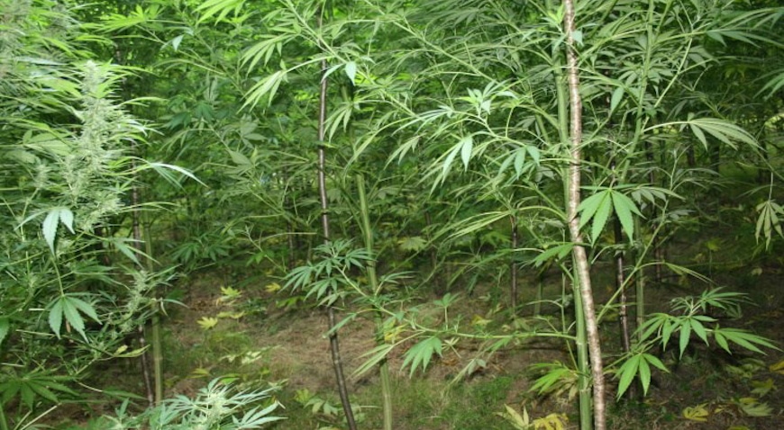 marihuana sam