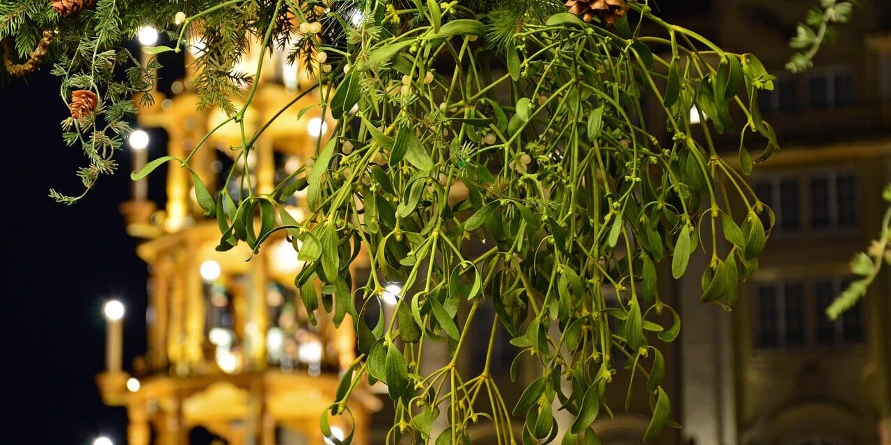 mistletoe-3891236_1280