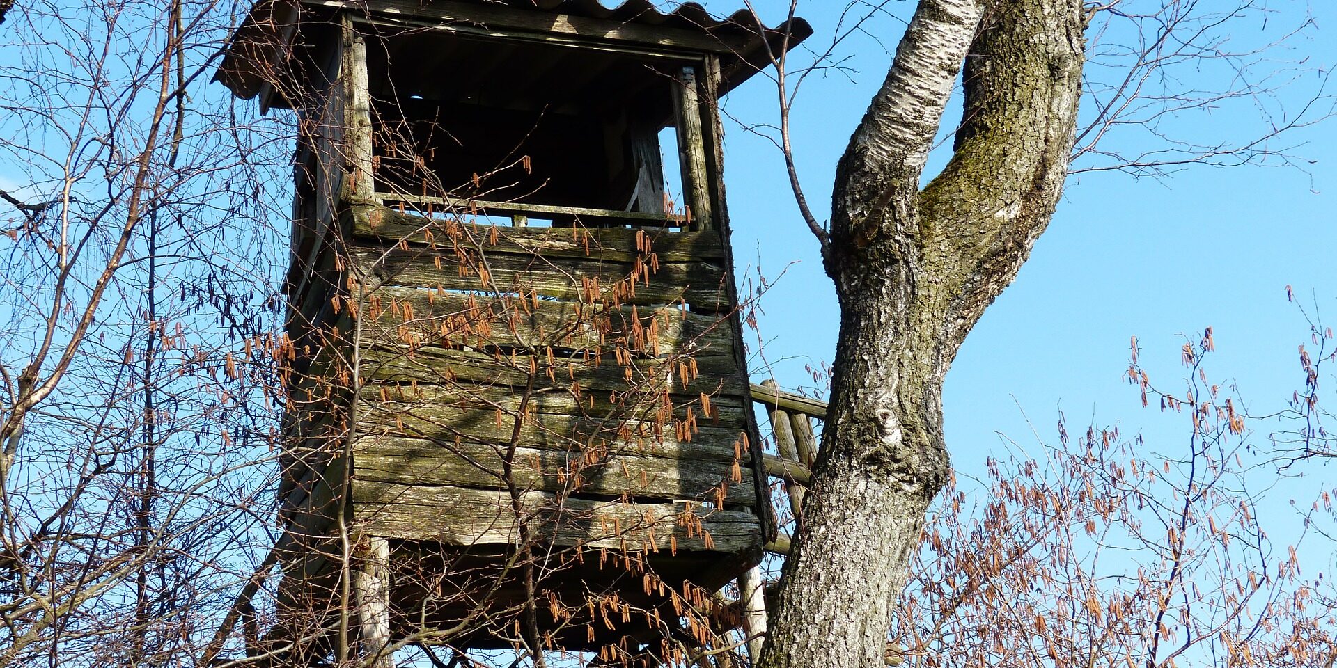 perch-100742_1920
