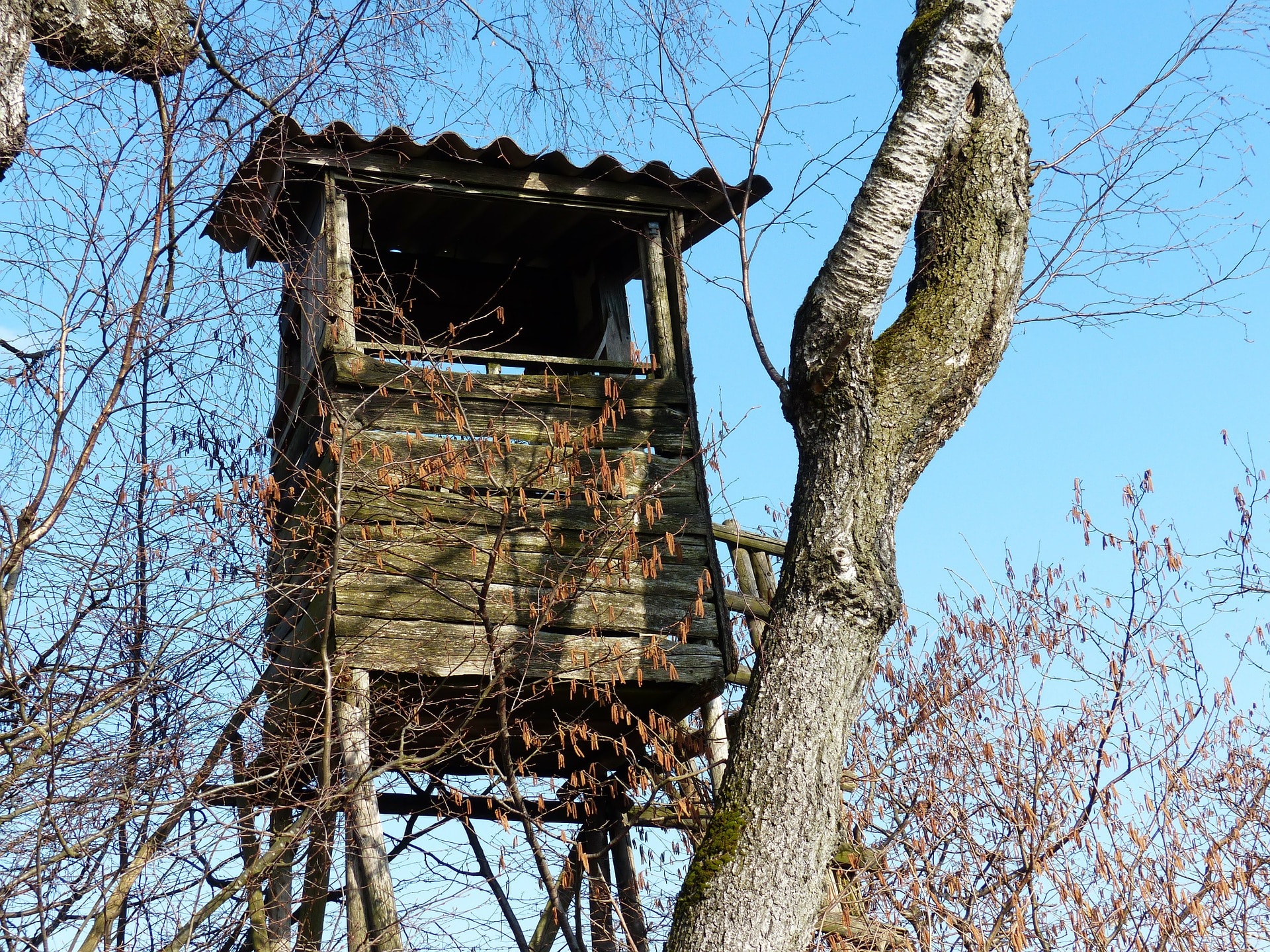 perch-100742_1920