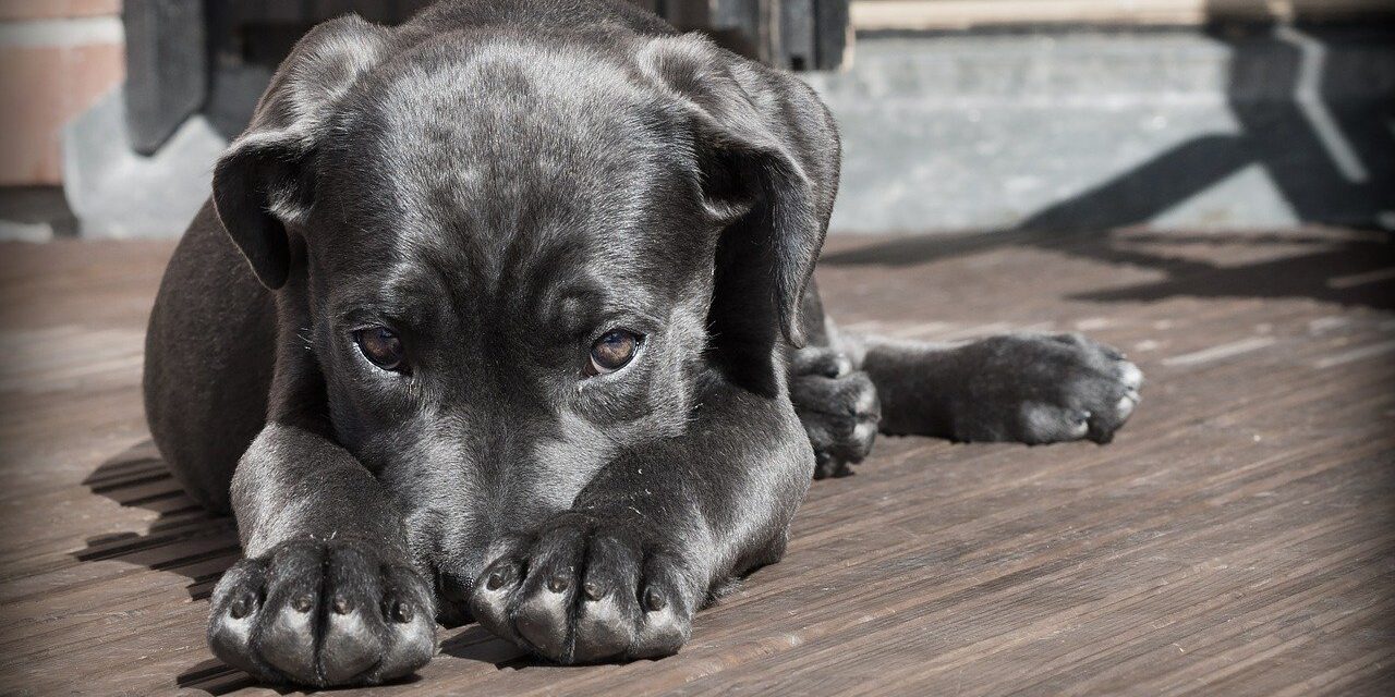 pet-423398_1280