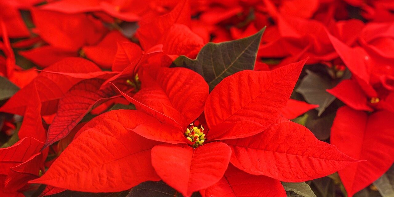 poinsettia-4636921_1280