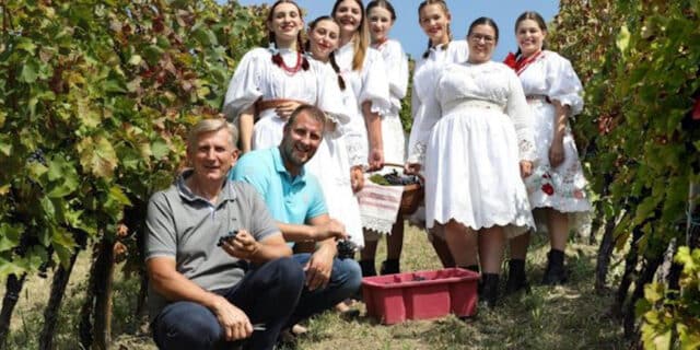 portugizac-berba-100920_autor_fotografije_drazen_kopac_4.jpg__648x432_q85_subsampling-2