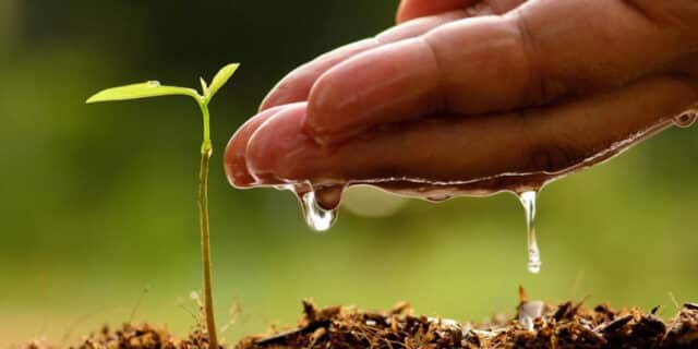 Male hand watering young tree