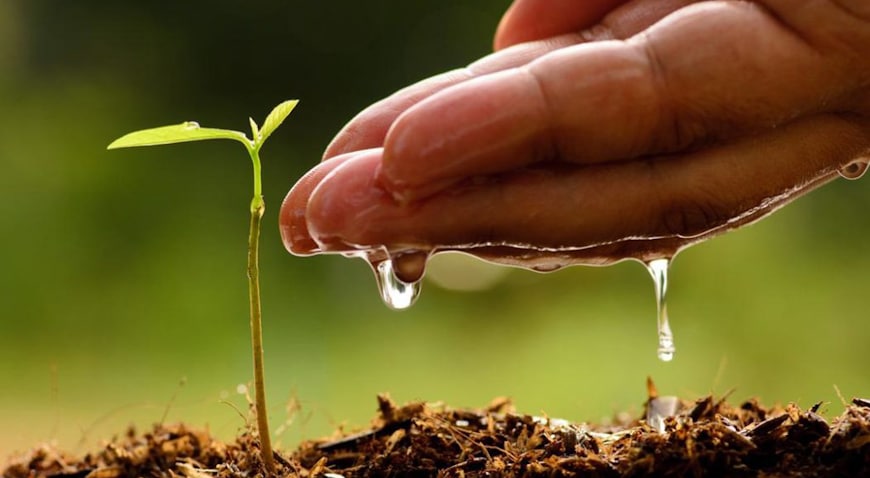 Male hand watering young tree