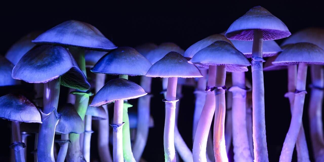 psilocibin gljive