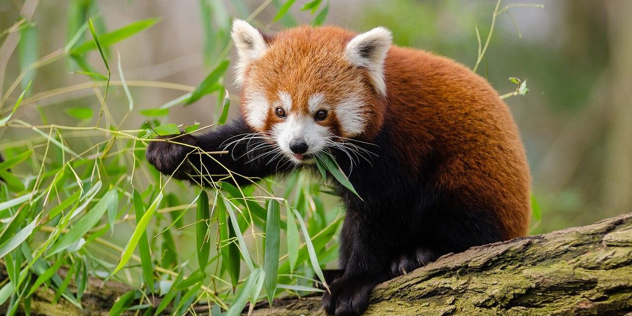 crvena panda