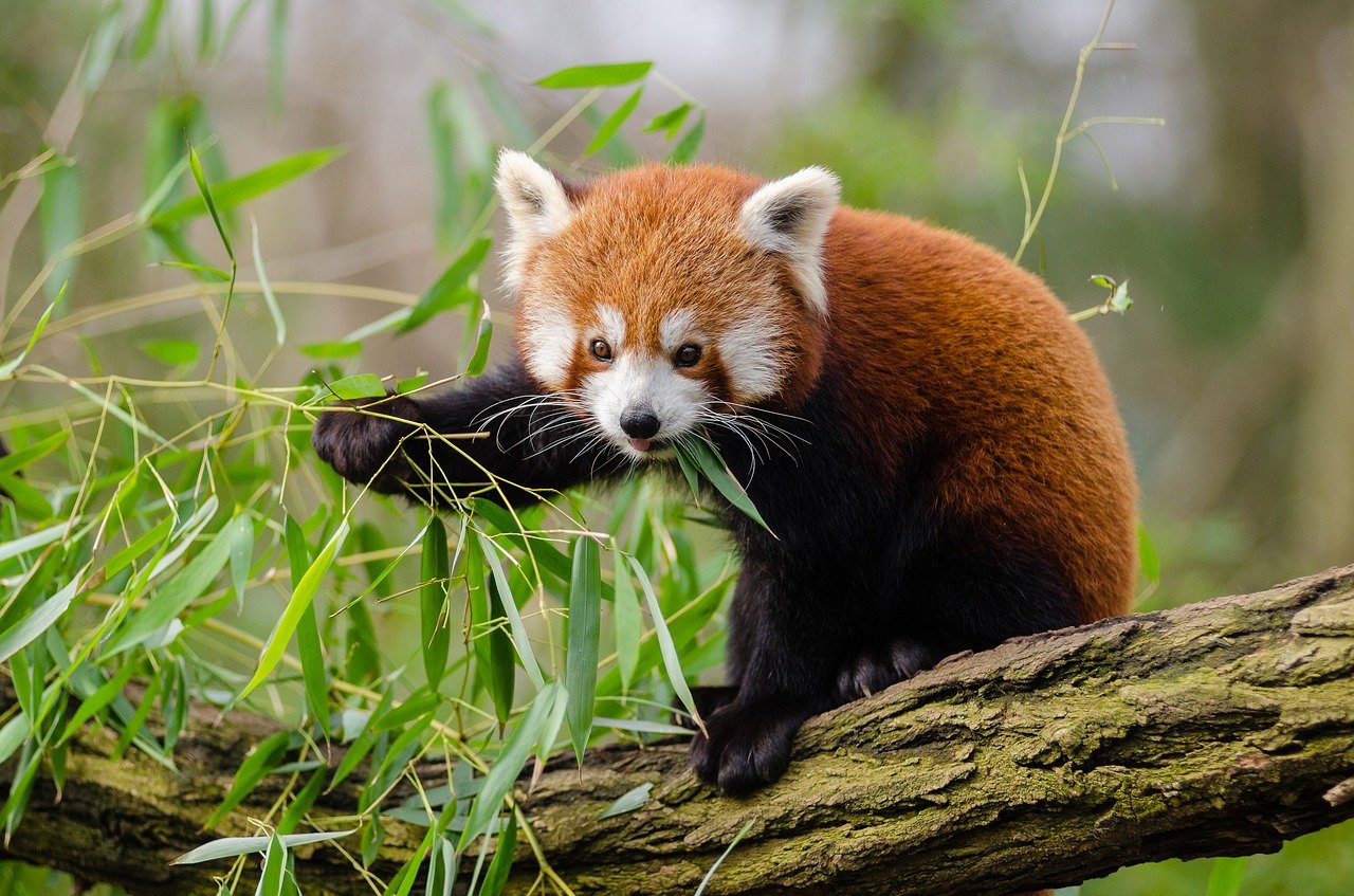 crvena panda