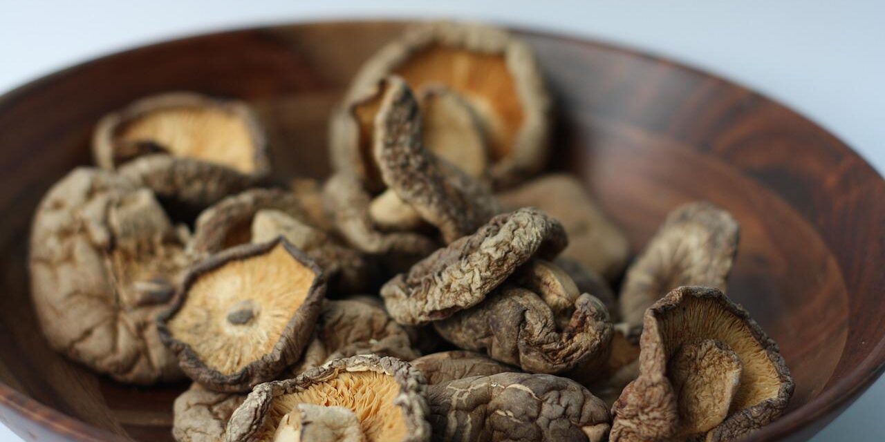 shiitake gljive