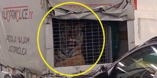 tigar1