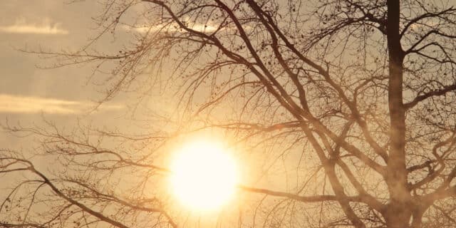 tree-3189339_1280