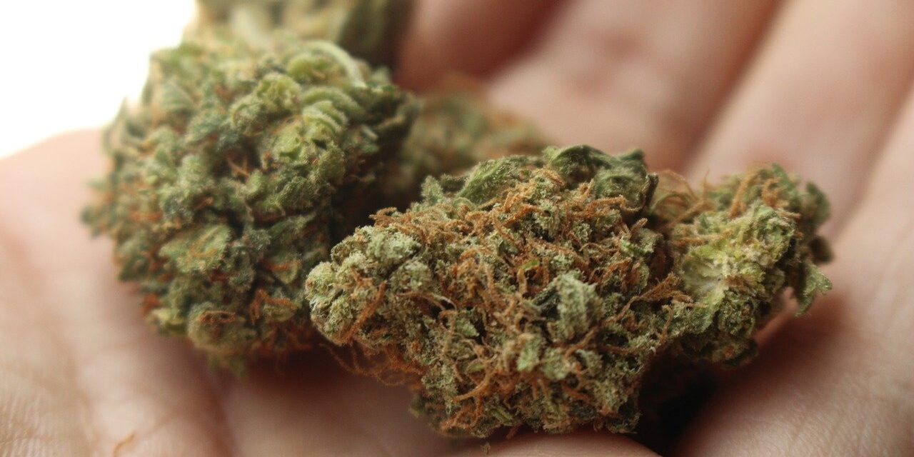 weed-2517251_1280
