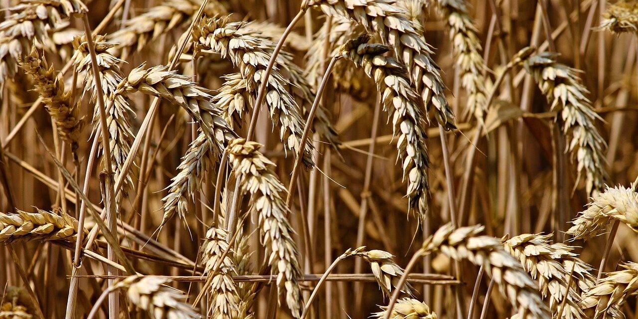 wheat-3524861_1280